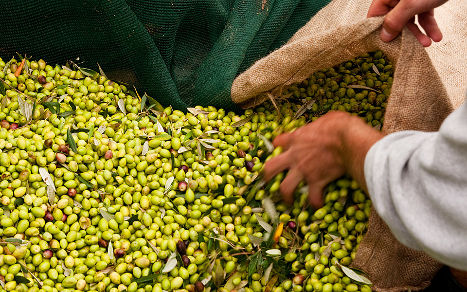 OlivePower is Ready for the Harvest Season!                            