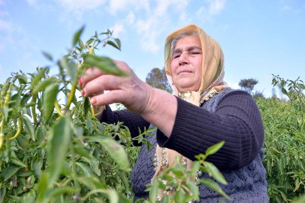 Olive Oil Producer